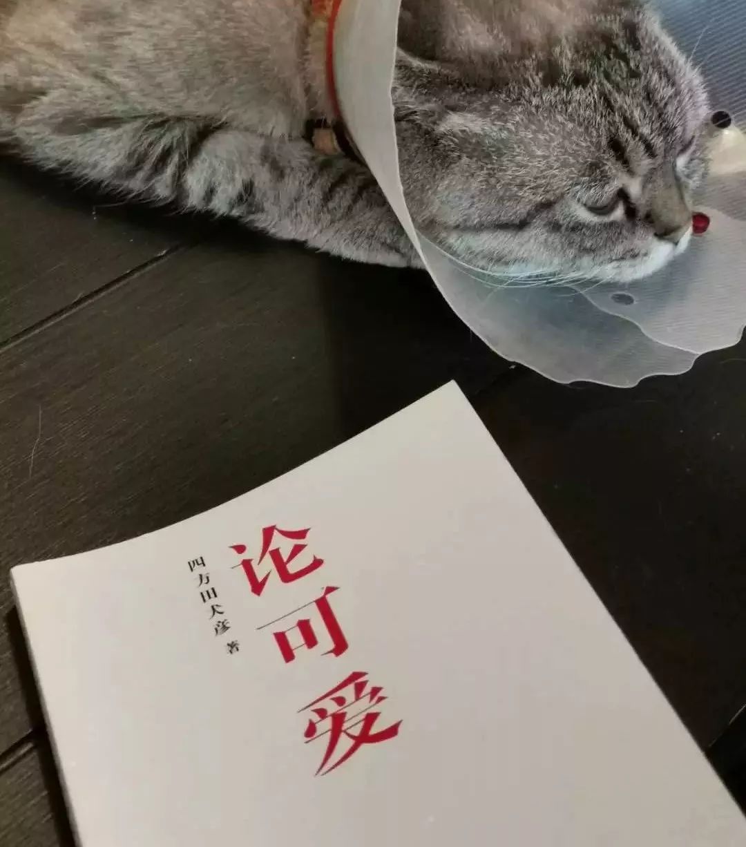 深度解析：為什么99%的IP形象都不夠萌？